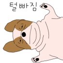 도그미용실 네이버블로그
