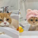 고양이 무마취미용&호텔 무냥무냥 부산서면점 이미지