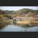 고남저수지 | 충남 서산시 고남저수지 벚꽃·수선화