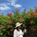 선흘에 머물다 | 제주 감성카페 추천 조천 선흘 덩굴덩굴 (덩굴원 능소화 사진 맛집 스팟)