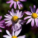 한가위식당 이미지