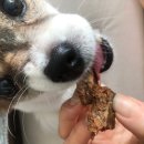 강아지잔칫집 이미지