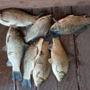 황금좌대 이미지