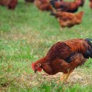 친환경 토종닭 농장 이미지