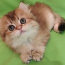 쿤이수염 이미지