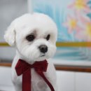 봄 펫살롱 이미지