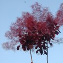 자엽안개나무 이미지