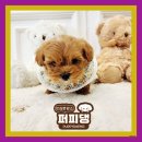 퍼피댕 강아지분양 안심분양소 광명점 말티푸 미니비숑 토이푸들 이미지