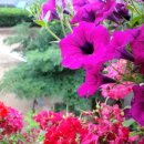 버베나 하우스 이미지