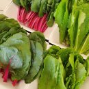 대패생각 이미지