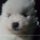 루이펫독 이미지