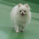 코코다오