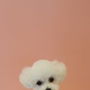 보보펫