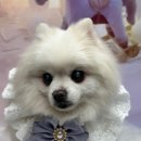 비비펫살롱 이미지