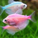 해물박사 이미지