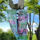 회산백련지 | 무안연꽃축제 회산백련지 셔틀버스 정보 - 방문 후기