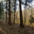 편백나무숲 급매 이미지