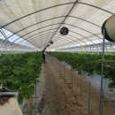 충북 증평으로 딸기밭체험..양가네 영농조합법인 이미지
