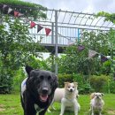 개멍물멍 이미지