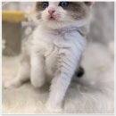 라온캣 대구고양이분양 낭만펫 강아지분양 대구점 이미지