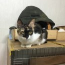발라당 이미지