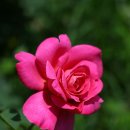 꽃들의 미소 이미지