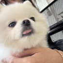 더왈츠앤조이피아 이미지