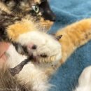 젤리도그 이미지