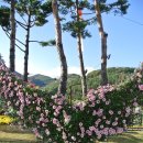 내화체험목장 | 국화가 참 이쁘네! 양산가볼만한곳 양산국화축제 양산국화향연 다녀온후기!