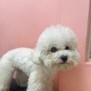 또또미용실 | [창원강아지미용실카페또또] - 창원카페또또미용실후기 &lt;창원강아지말티푸미용&gt; &lt;창원강아지비숑미용&gt;
