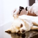 배곧도담동물병원 이미지