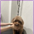 선사애견 이미지