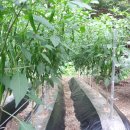 하우리농장 이미지