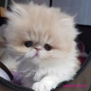 스파리버 캐터리 이미지