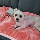 아프리카 동물의료센터 이미지