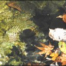 단종 어수정 이미지