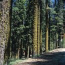 숲속 피톤치드 효과 건강에 얼마나 좋나? 이미지