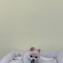 도루몽실 이미지