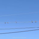 느랏느랏 이미지