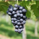 보령농장 이미지