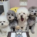 구미강아지케이크 문성강아지케이크 전문점 해버바잍