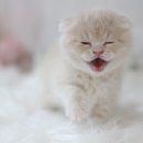 온리캣 이미지