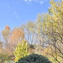 늘푸른나무들 전정 이미지