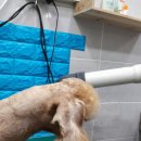 사랑해줄개 애견샵 이미지