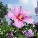 꽃이 피고 비가 내리면 이미지