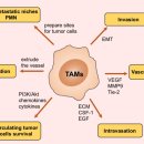 Tumor-associated macrophages in tumor metastasis: biological roles and clin 이미지