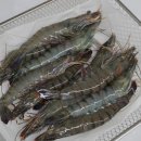 샤브마니아 조치원점