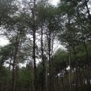 소나무숲 - 강릉시 독송길110번길 34 | 소나무숲