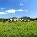 정화목장 이미지