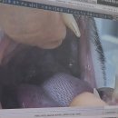 2020-주129 | 129. 고양이 식욕부진, 구토 - 요통, 구내염, 치은염 ck수치 -딱지